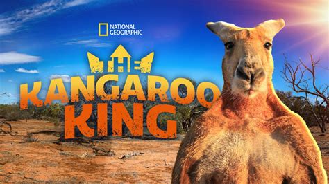 Kangaroo King Blaze